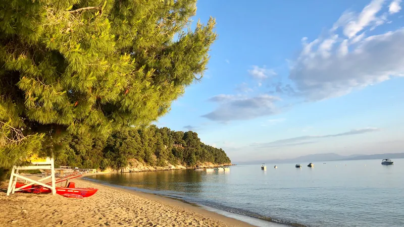 Una spiaggia orlata di pini